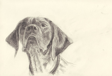 Illustration du chien Vasco